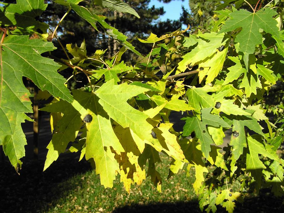 Maple Silver Leaf Color