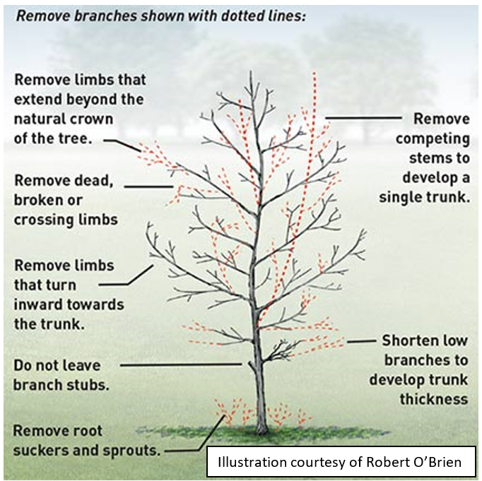 Tree and Shrub Pruning Basics - EasyBlog