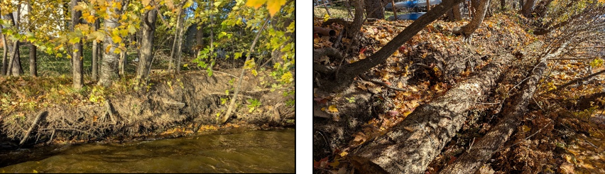 Photo: This shoreline, which exhibited severe undercutting and soil collapse but a healthy community of trees and shrubs above, was stabilized by anchoring large and dense woody materials such as logs, cedar brush bundles, and large tree limbs along the base; these will protect from wave action and provide a bench for soil accumulation to support vegetation growth.