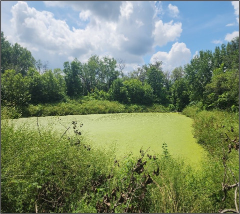 Photo: A stormwater pond dominated by duckweed.
This can be an indicator of high nutrient levels.