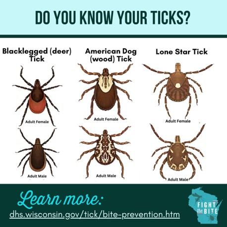 Photo: The Wisconsin Department of Health Services created this helpful graphic for identifying ticks: