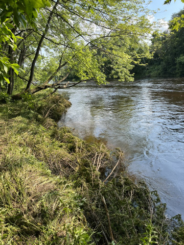 Photo: A cedar revetment installed on the
Rum Riverbank to slow the current and reduce erosion.