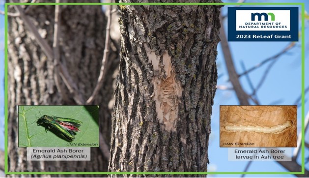 Photo: MNDNR visual displaying EAB as an adult and as a larva.