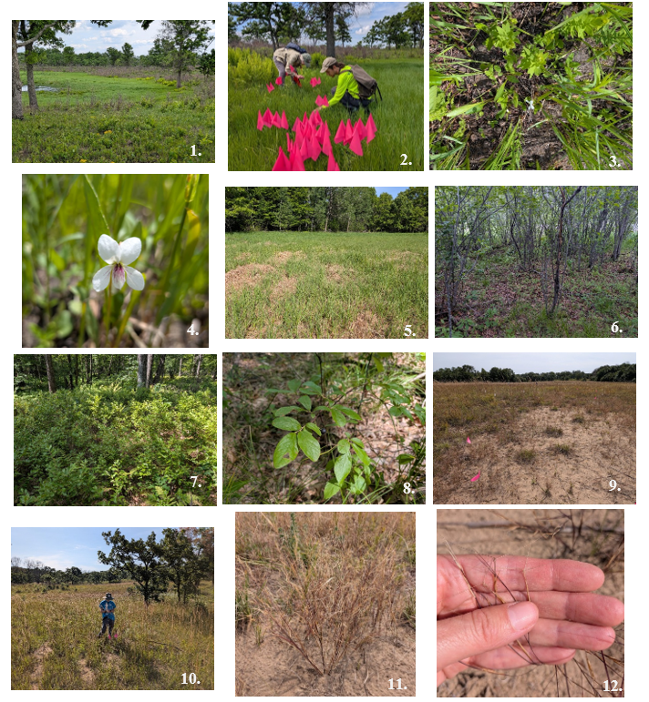1. Upland-wetland transition habitat for Viola lanceolata; this location at CCESR is frequently burned.  2. Surveying V. lanceolata.  3. Ground cover with V. lanceolata in burned area.  4. V. lanceolata flower.  5. Location of part of a 1998 NHIS record and within habitat model; no V. lanceolata plants were found in this location. Dense vegetation and thatch were observed.  6. Location in Viola lanceolata species habitat model; no violets were observed; glossy buckthorn is present.  7. Gaylussacia baccata, likely the observation from the 1971 herbarium record.  8. G. baccata with fruit.  9. Aristida tuberculosa habitat.  10. Data collection.  11. A. tuberculosa  12. A. tuberculosa seed and awns