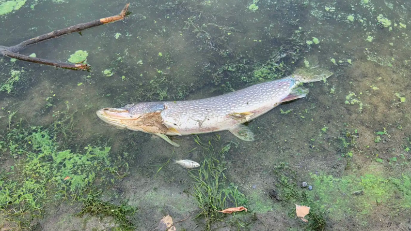 Photo: Dead fish floating on the water’s surface at George Watch Lake in Centerville, MN. This photo was taken in July and reflects recent heatwaves and lower dissolved oxygen levels. Photo Credit: MPR News