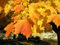 maple_sugar_leaf_color