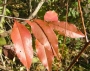 cherry_black_leaf_color