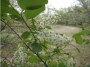 chokecherry_common_flower