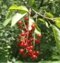 chokecherry_common_fruit