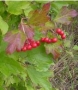 cranberry_fruit_color
